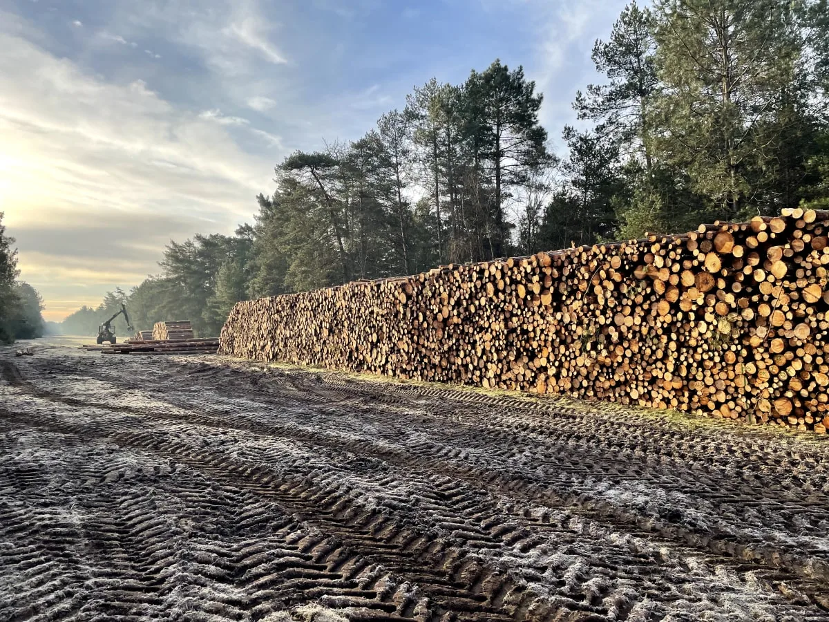 Une longue pile de grumes de pin le long d'une piste forestière
