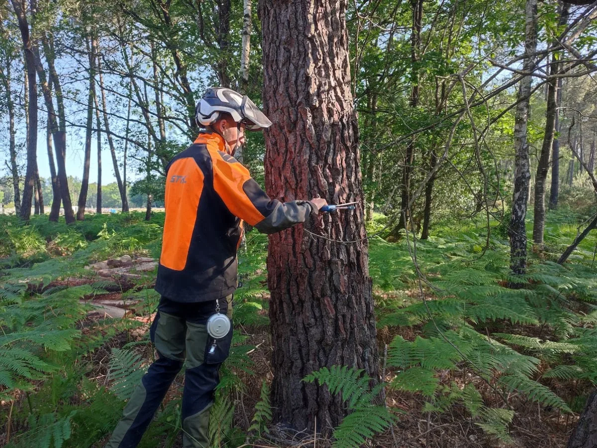 Un technicien forestier en tenue orange marque le tronc d'un pin avant la vente