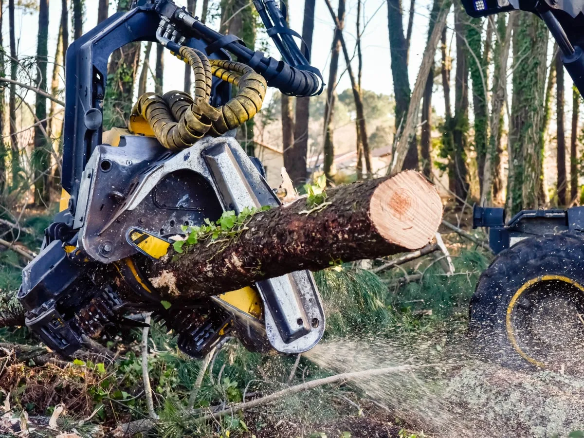 La tête d'une abatteuse coupe un pin en forêt